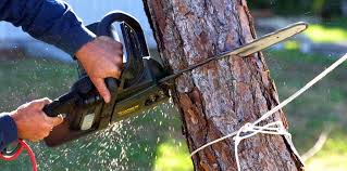 Reliable Jackson, GA Tree Care Solutions