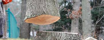 Tree and Shrub Care in Jackson, GA