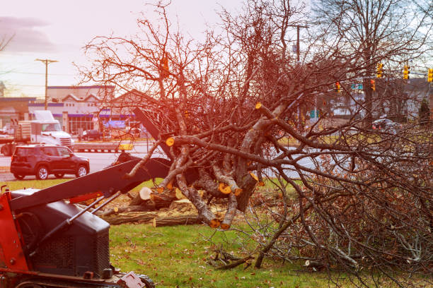 Best Tree Health Inspection  in Jackson, GA