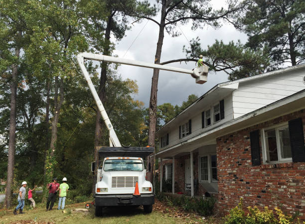 How Our Tree Care Process Works  in  Jackson, GA