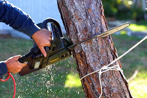 Best Leaf Removal  in Jackson, GA