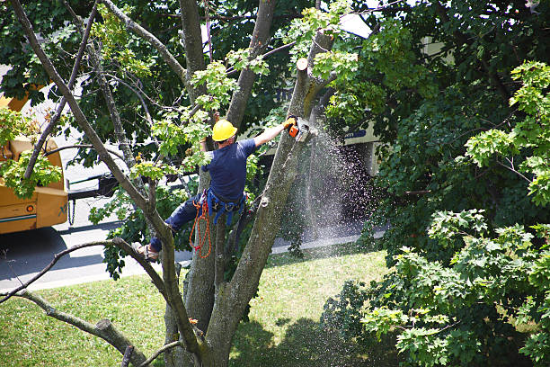 Best Stump Grinding and Removal  in Jackson, GA