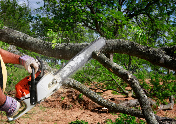 Best Tree Cabling and Bracing  in Jackson, GA