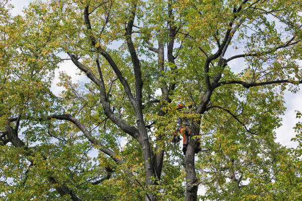 Best Tree Removal  in Jackson, GA